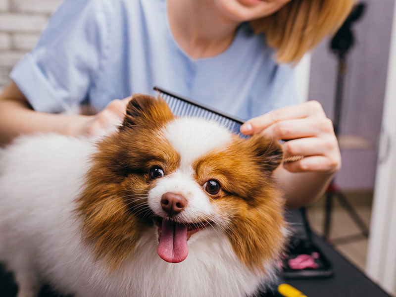 Pet dog grooming