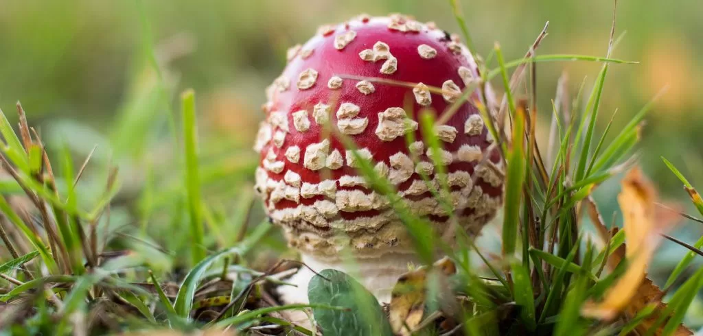 Amanita Muscaria