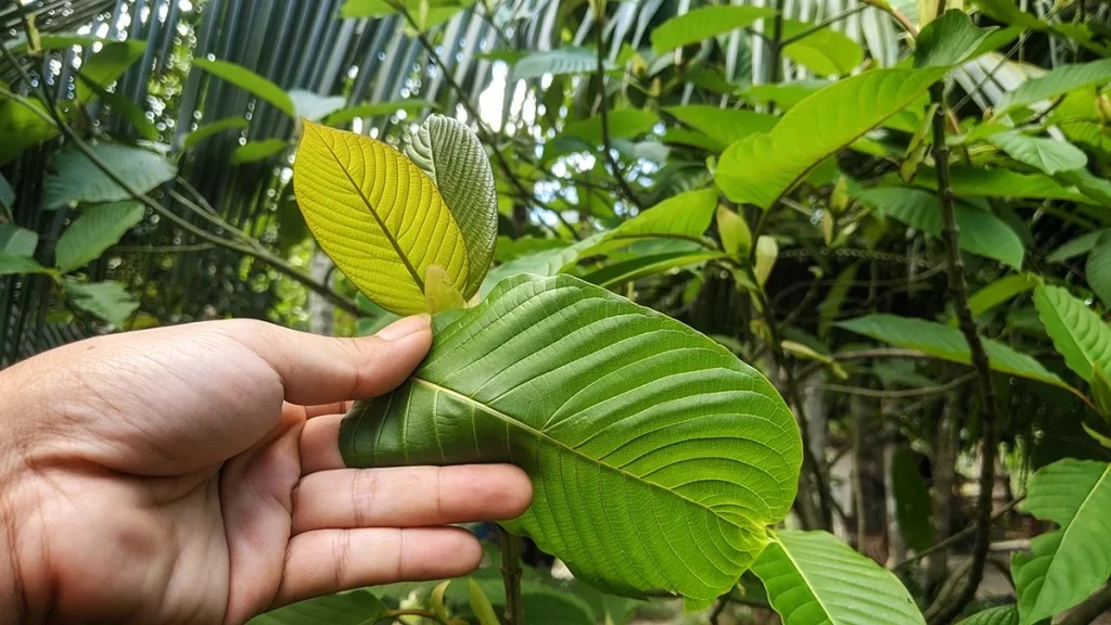 green vein kratom strains